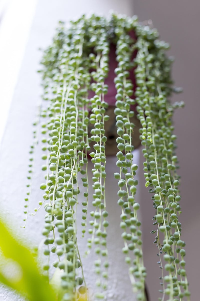 Patio Plants