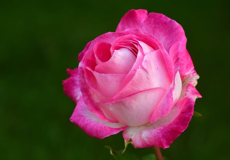 Garden Flowers